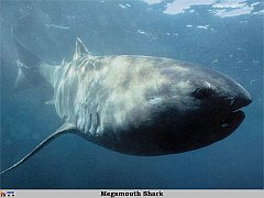 GCSR020-Megamouth_Shark copia